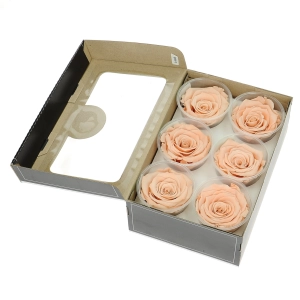 Everlasting roses (preserved) peach - large - set 6 pcs