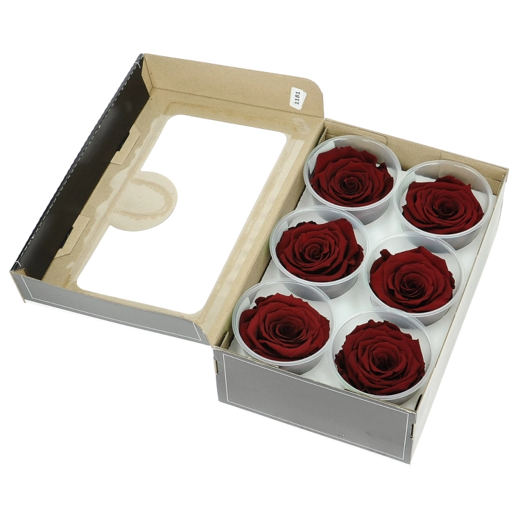 Everlasting roses (preserved) burgundy - large - set 6 pcs