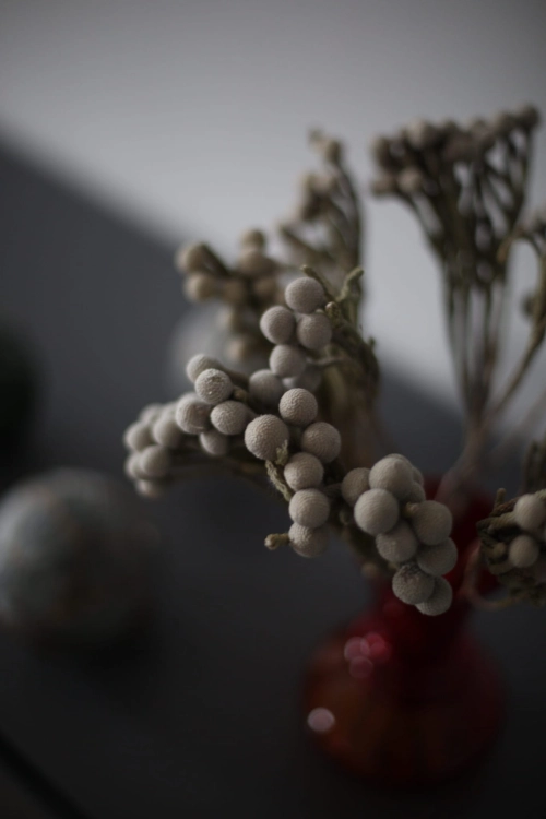Dried Brunia - bunch - dried flowers