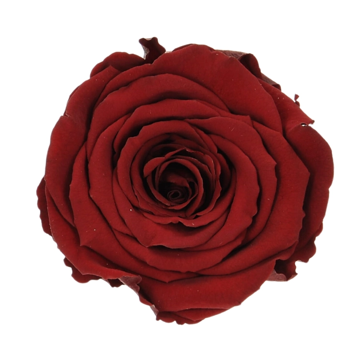 Everlasting roses (preserved) burgundy - large - set 6 pcs
