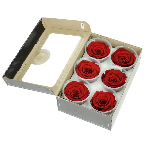 Everlasting roses (preserved) red - large - set 6 pcs