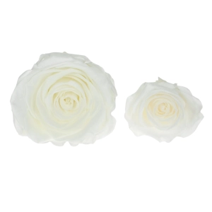 Everlasting roses (preserved) white - large - set 6 pcs