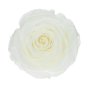 Everlasting roses (preserved) white - large - set 6 pcs