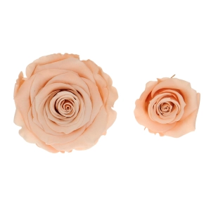 Everlasting roses (preserved) peach - small - set 12 pcs