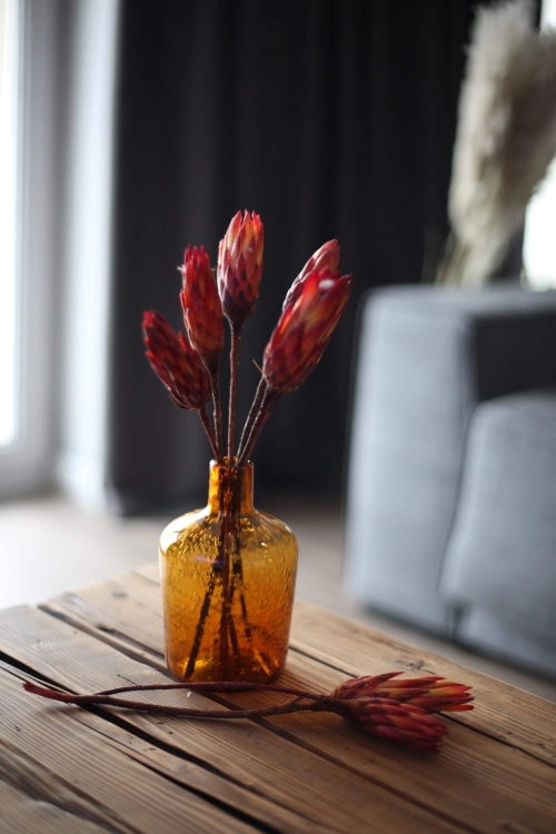 Dried red Protea - stem - dried flowers