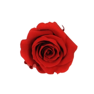 Everlasting roses (preserved) red - small - set 12 pcs
