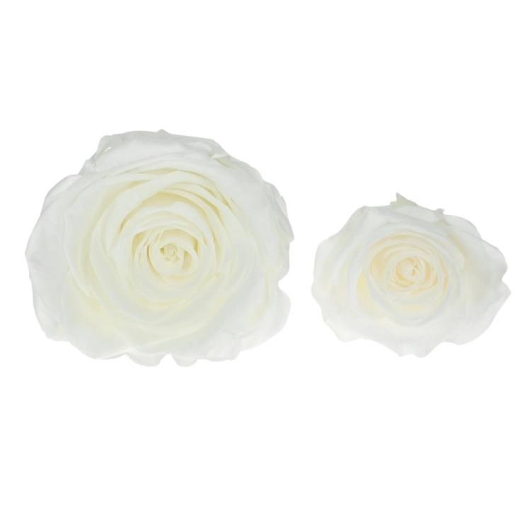 Large and small roses - comparisons