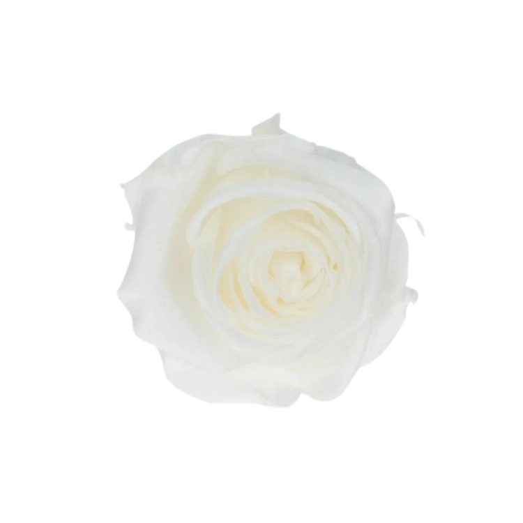 Everlasting roses (preserved) white - small - set 12 pcs