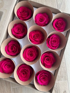 Everlasting rose (preserved) fuchsia - small