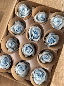 Everlasting rose (preserved) blue - small