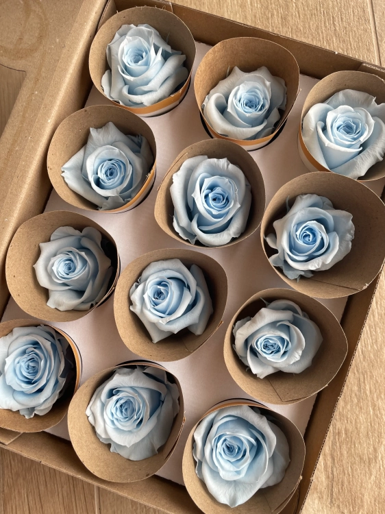 Everlasting rose (preserved) blue - small