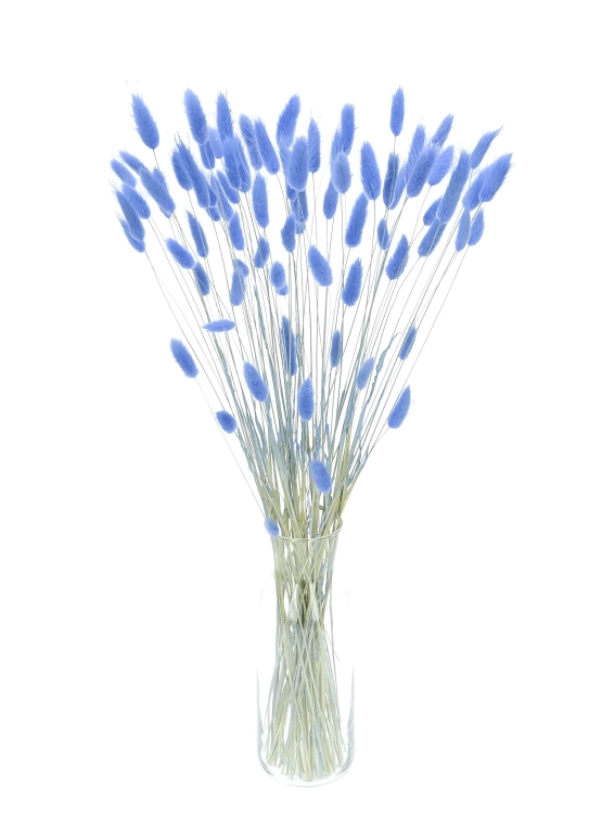 Dried blue Lagurus - bunny tail grass ~60 stems