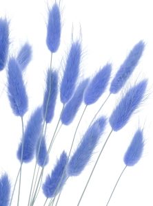 Dried blue Lagurus - bunny tail grass ~60 stems