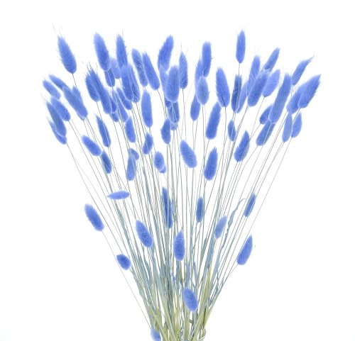 Dried blue Lagurus - bunny tail grass ~60 stems