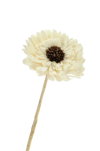 Shola flower - white margaret - stem
