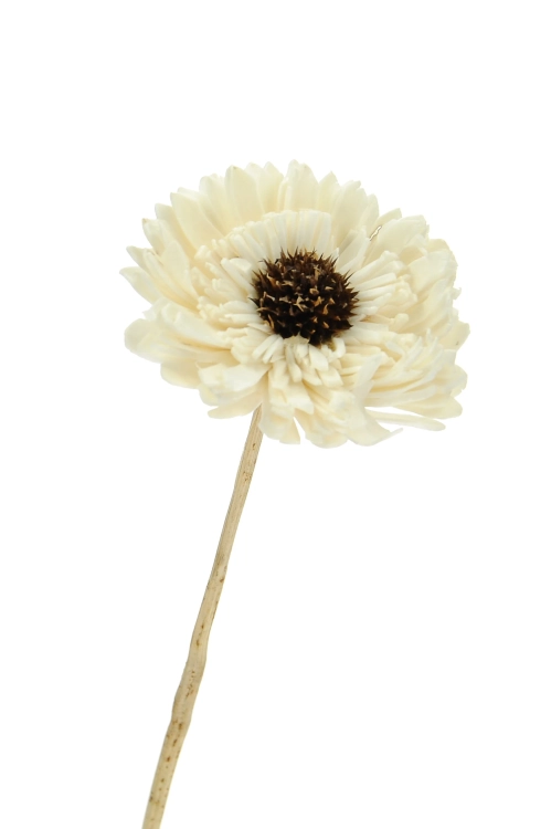 Shola flower - white margaret - stem