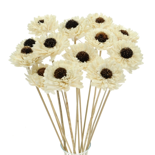 Shola flower - white margaret - stem