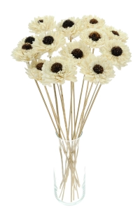 Shola flower - white margaret - stem