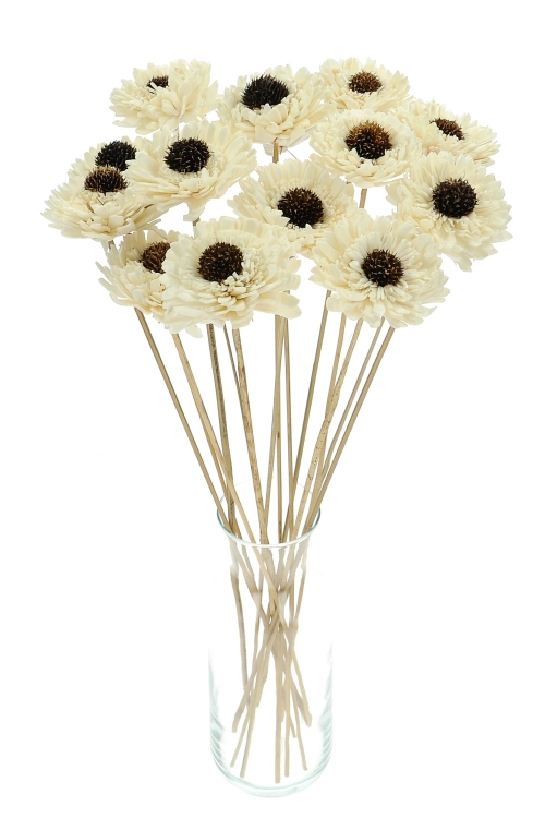Shola flower - white margaret - stem