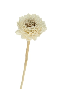 Shola flower - white zinnia - stem