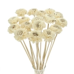 Shola flower - white zinnia - stem