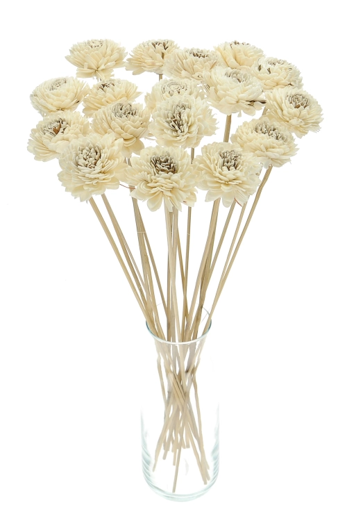 Shola flower - white zinnia - stem
