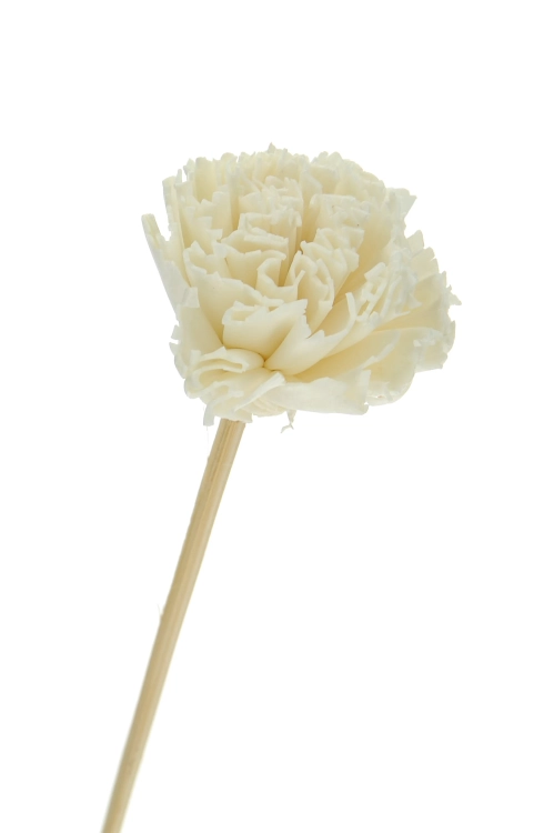 Shola flower - white carnation - stem