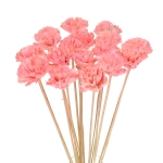 Shola flower - pink carnation - stem
