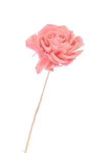 Shola flower - pink dahlia - stem