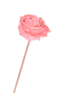 Shola flower - pink rose - stem