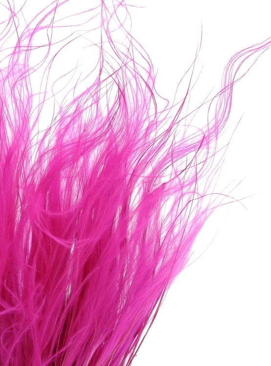 Dried fuchsia pink Stipa feather (Stipa pennata) - bunch