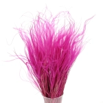 Dried fuchsia pink Stipa feather (Stipa pennata) - bunch 
