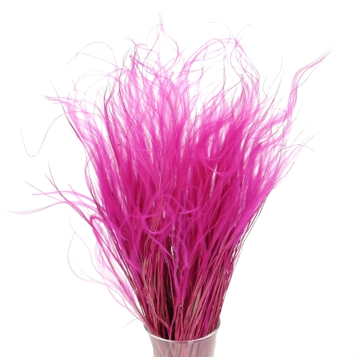 Dried fuchsia pink Stipa feather (Stipa pennata) - bunch