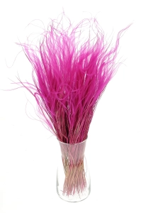Dried fuchsia pink Stipa feather (Stipa pennata) - bunch