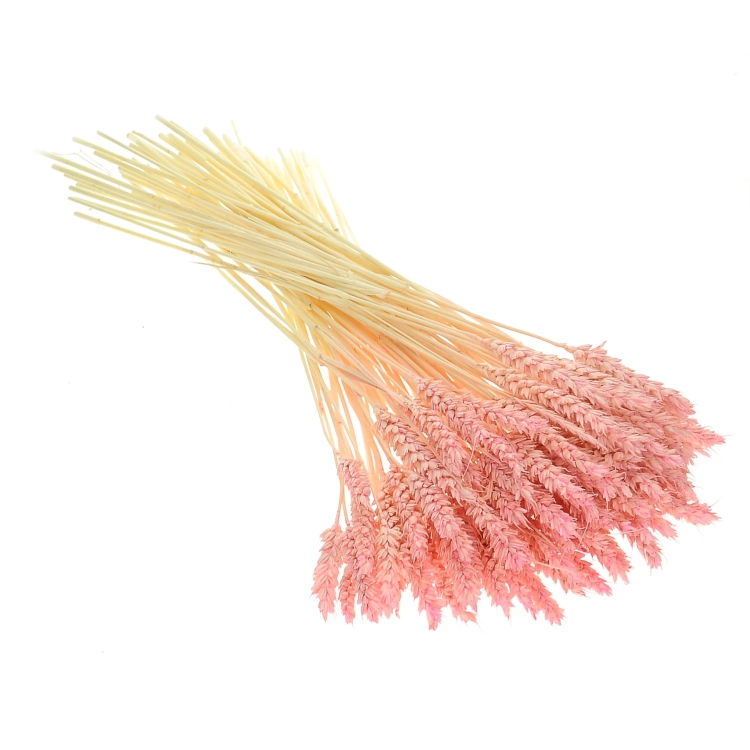 Dried pink Wheat - bunch ~60 pcs