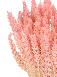 Dried pink Wheat - bunch ~60 pcs