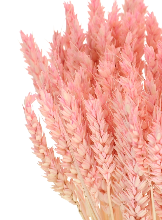 Dried pink Wheat - bunch ~60 pcs
