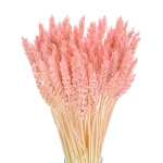 Dried pink Wheat - bunch ~60 pcs 