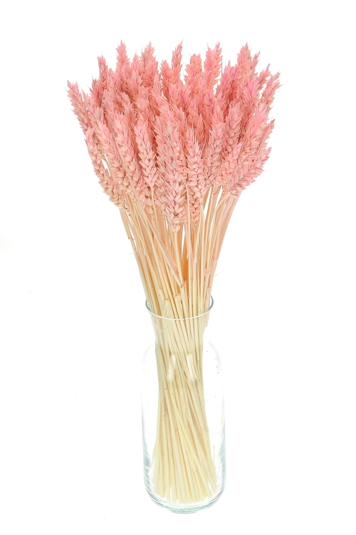 Dried pink Wheat - bunch ~60 pcs
