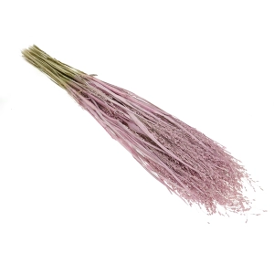 Dried grass - pink Switchgrass - bunch
