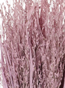 Dried grass - pink Switchgrass - bunch