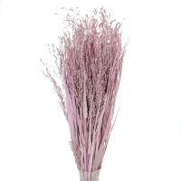 Dried grass - pink Switchgrass - bunch