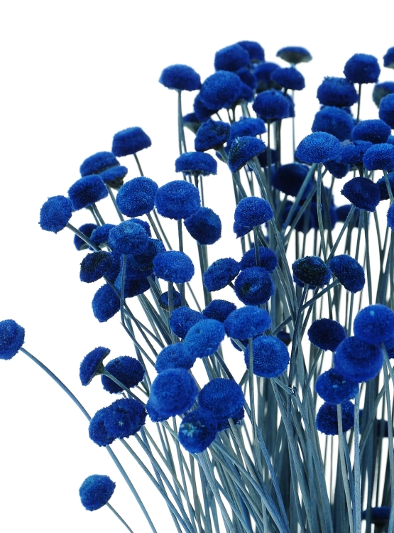 Dried blue Botao (Amarelino) - bunch ~100 stems
