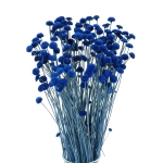 Getrockneter botao (Amarelino) blau - Strauß ~100 Stk. - Trockenblumen