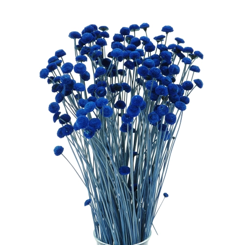 Suszone botao (Amarelino) niebieskie - bukiet ~100 szt. - suszone kwiaty