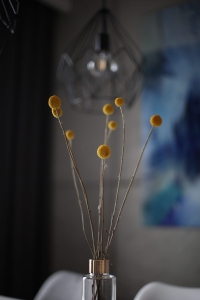 Dried Craspedia 5 pcs. - large variety - dried flowers
