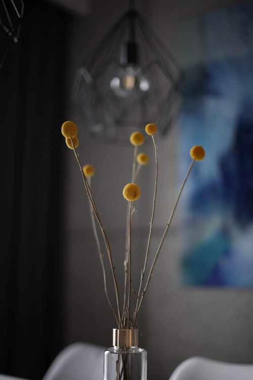 Dried Craspedia 5 pcs. - large variety - dried flowers