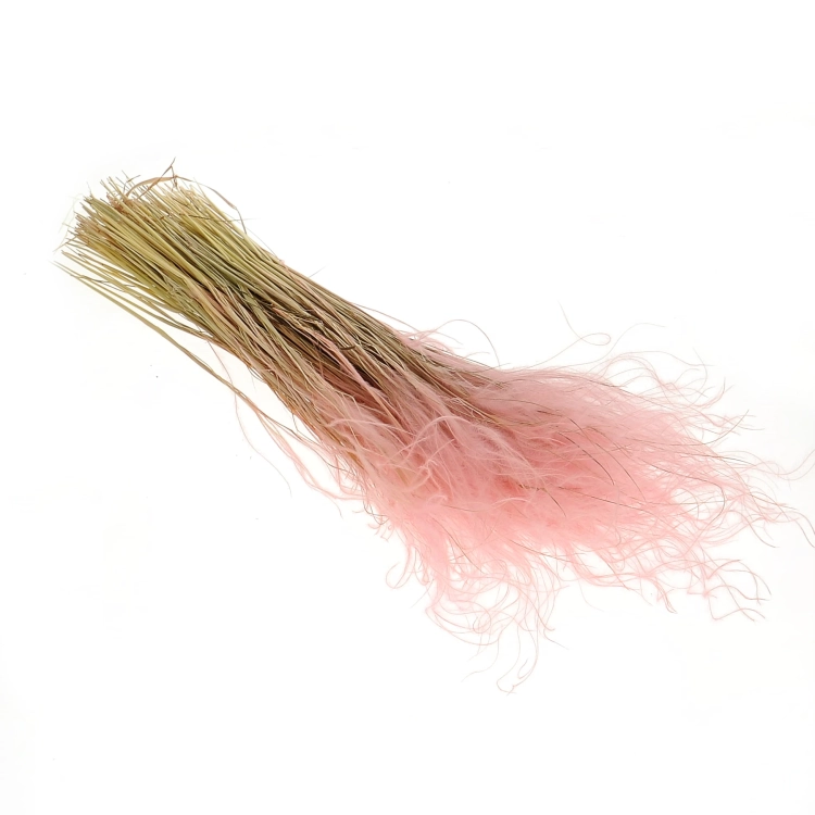 Dried pink Stipa feather (Stipa pennata) - bunch