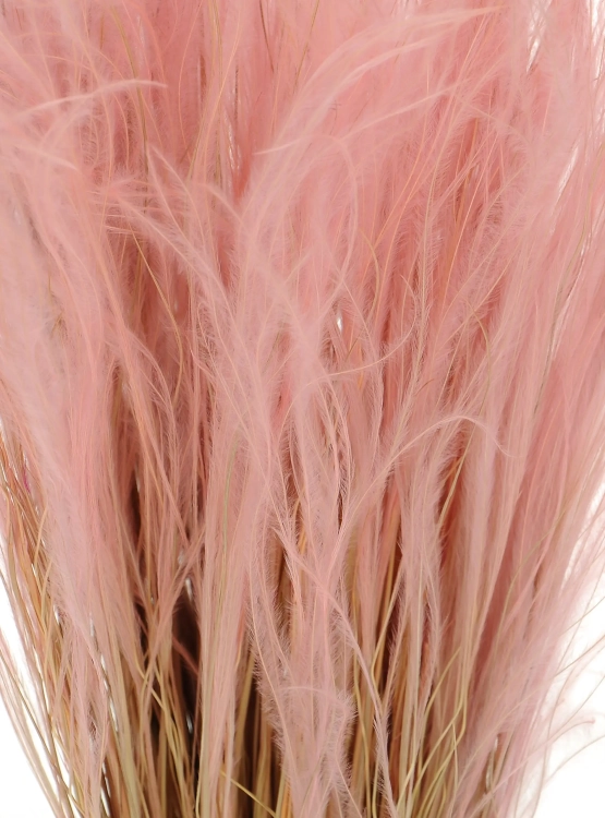 Dried pink Stipa feather (Stipa pennata) - bunch