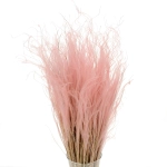 Dried pink Stipa feather (Stipa pennata) - bunch 